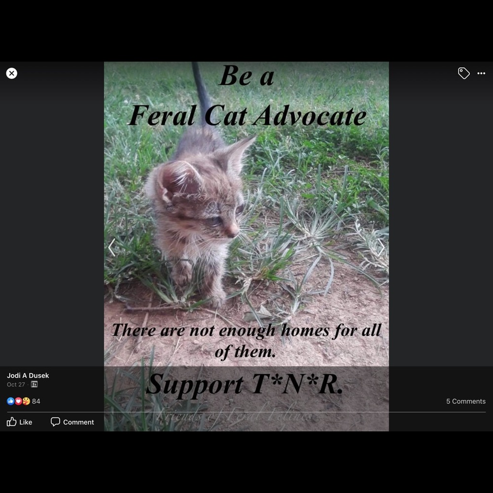 ❤️Please be kind to homeless cats and kittens❤️ - Picture 5 of 9